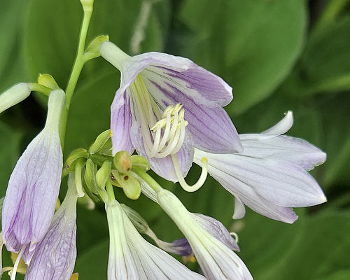 Teaspoon Hosta Plants online shopping