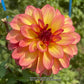 Mai Tai Dahlia