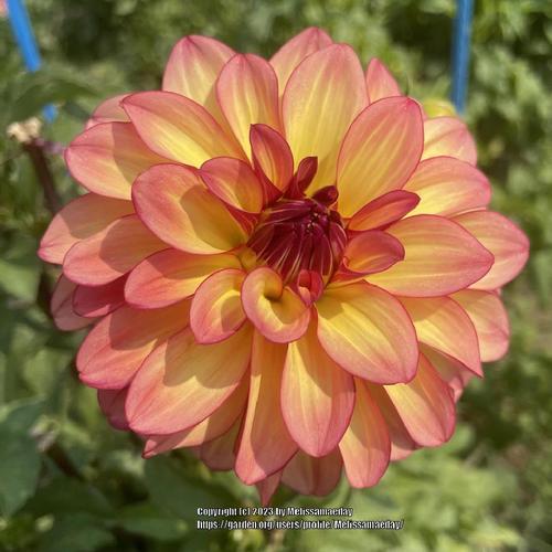 Mai Tai Dahlia