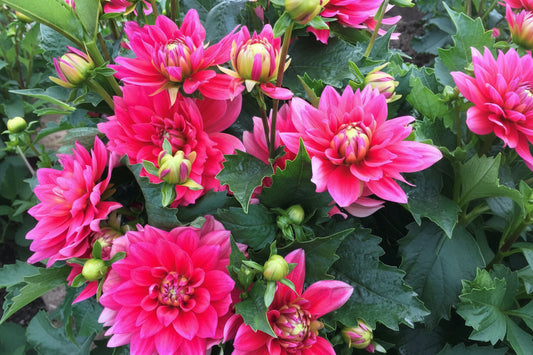 Pink Duchess Dahlia