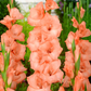 Ibadan Gladiolus Corms