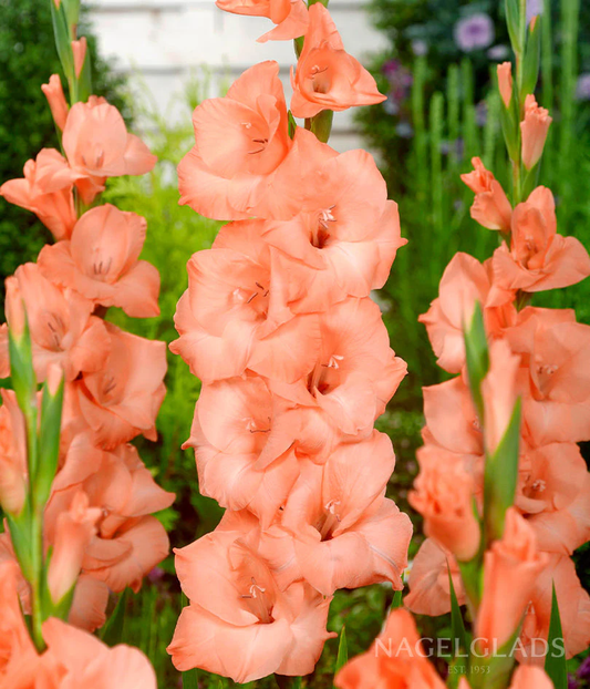 Ibadan Gladiolus Corms