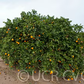 Gillette Navel Orange Budwood citrus plant material online shopping