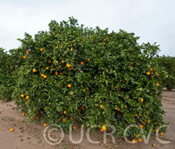 Gillette Navel Orange Budwood citrus plant material online shopping