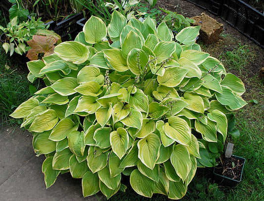 Cream Edger Hosta Plants online shopping