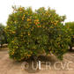 Troyer Citrange Trifoliate Hybrid Budwood citrus plant material online shopping