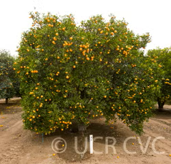 Troyer Citrange Trifoliate Hybrid Budwood citrus plant material online shopping