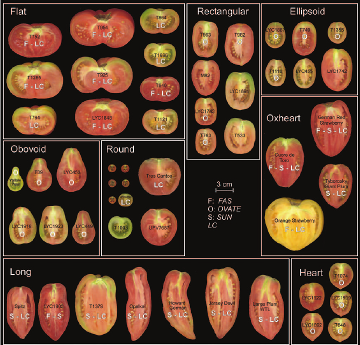 Grodan Elite Slab Tomato Cultivation Rock Wool Hydroponics Substrate