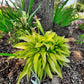 Munchkin Fire Hosta