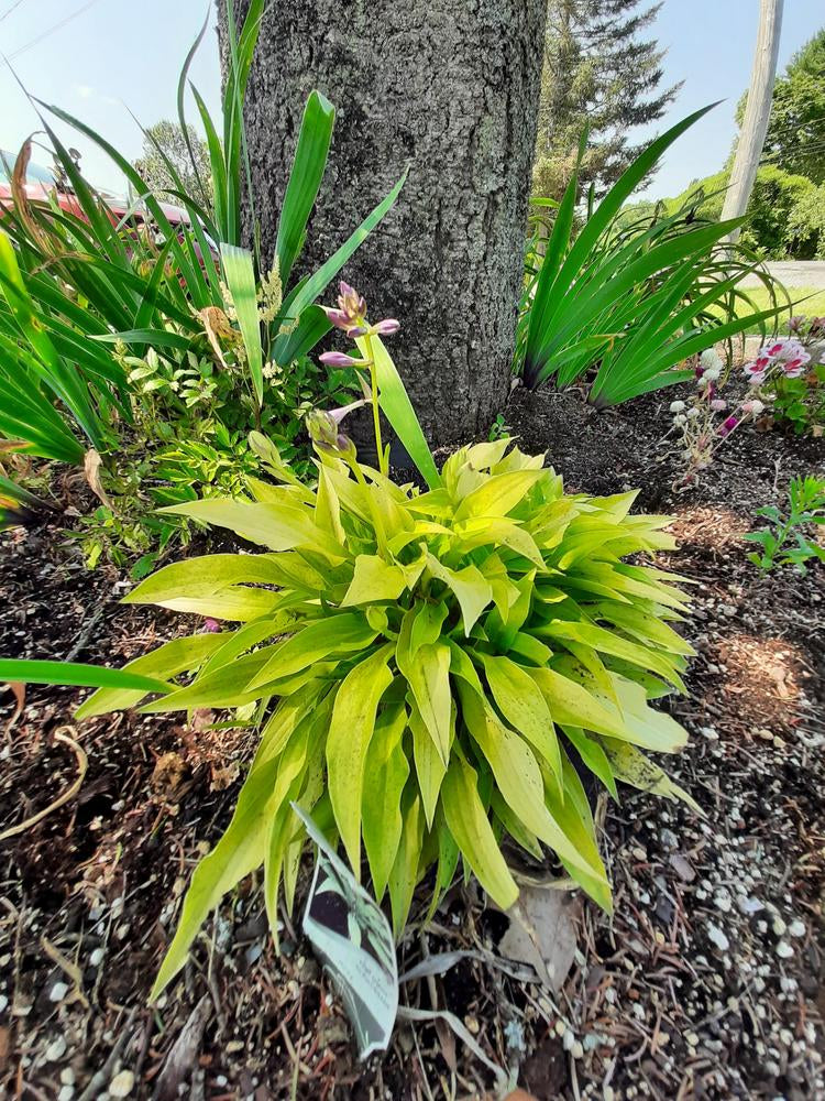 Munchkin Fire Hosta