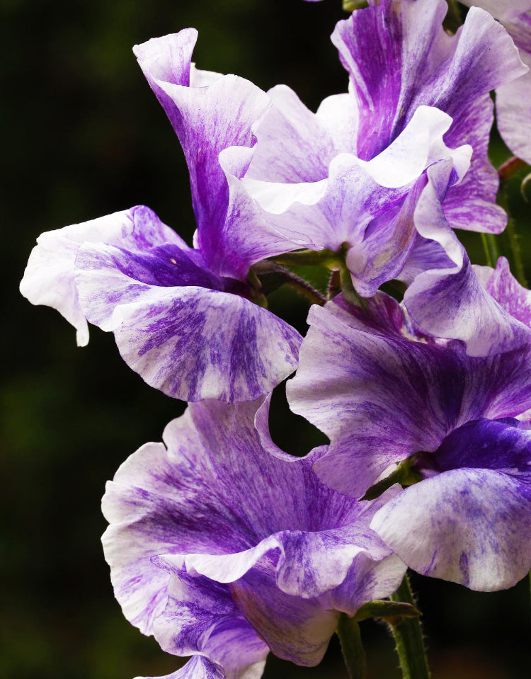 Burlesque Sweet Pea seeds online shopping