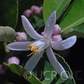 Schaub Rough Lemon Budwood citrus plant material online shopping