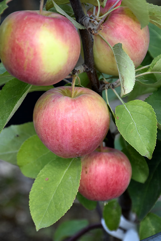 Dexter Jackson Ultra Hardy Apple – EVERGREEN