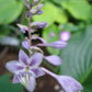 Chopsticks Hosta Plants online shopping