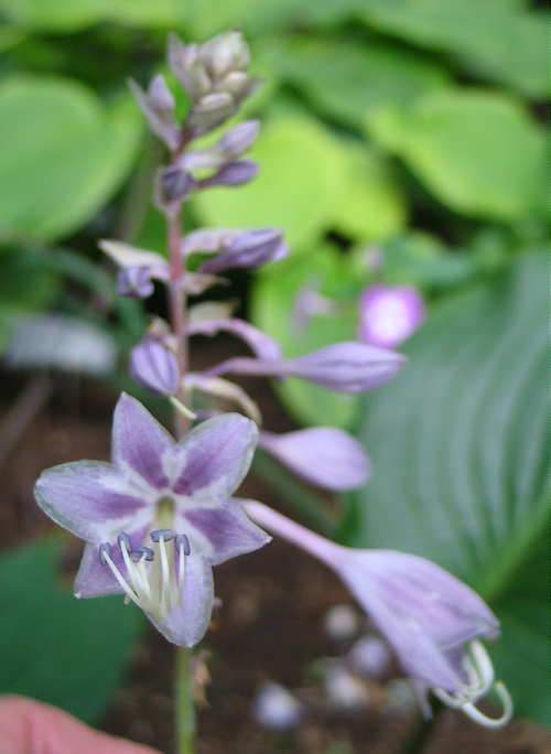 Chopsticks Hosta Plants online shopping