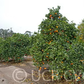 Fukumoto Navel Orange Budwood citrus plant material online shopping