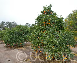 Fukumoto Navel Orange Budwood citrus plant material online shopping