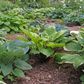 Endless Gift Hosta Plants online shopping