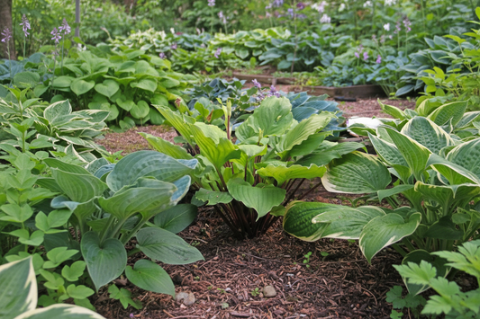 Endless Gift Hosta Plants online shopping