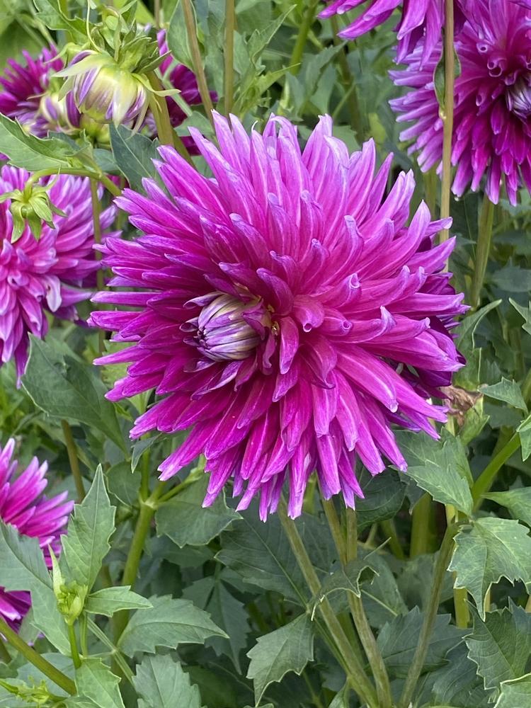 Nadine Jessie Dahlia