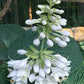 Clear Folk River Valley Hosta Plants online shopping