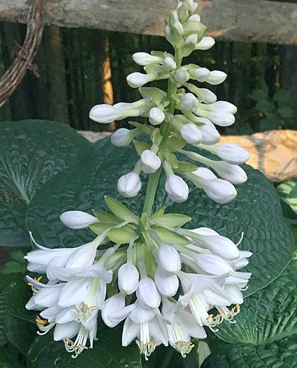 Clear Folk River Valley Hosta Plants online shopping