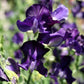 Joyce Stanton Sweet Pea seeds online shopping