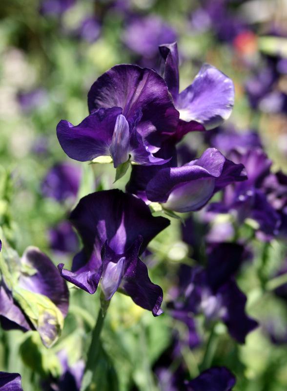 Joyce Stanton Sweet Pea seeds online shopping