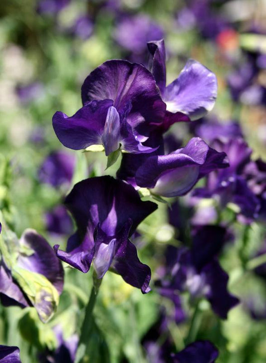 Joyce Stanton Sweet Pea seeds online shopping