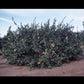 Daisy Mandarin Budwood citrus plant material online shopping