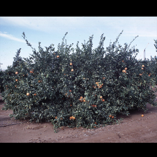 Daisy Mandarin Budwood citrus plant material online shopping