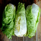 Nettuno Chicory