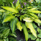 Flemish Beauty Hosta Plants online shopping