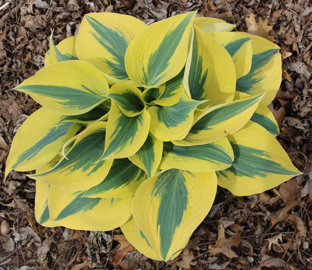 Ben Vernooij Hosta Plants online shopping