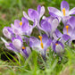 Yalta Crocus Corms