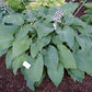 Green Acres Hosta Plants online shopping