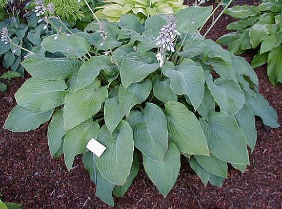 Green Acres Hosta Plants online shopping