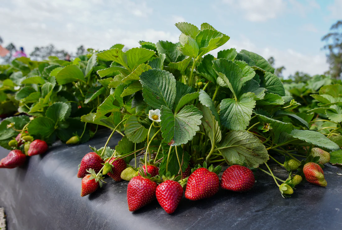 Florida Festival™ Short Day Strawberry