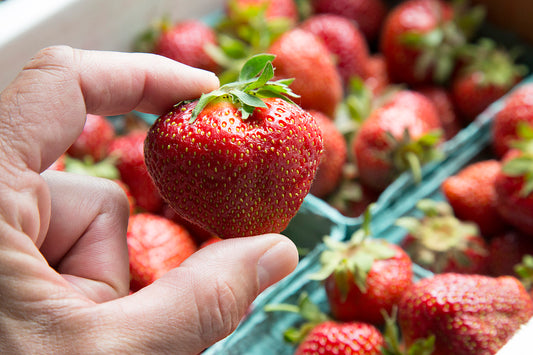 Archer June Bearing Strawberry