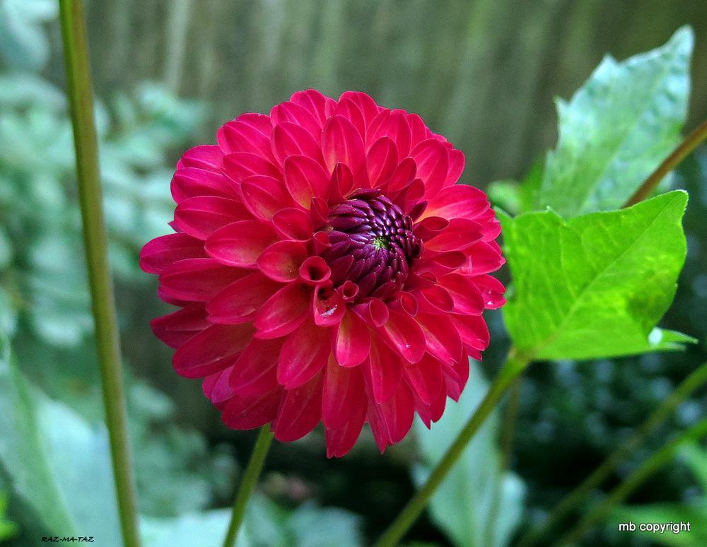 Raz Ma Taz Dahlia