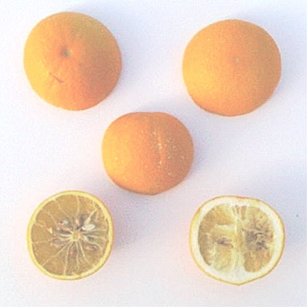 C-35 Citrange Trifoliate Hybrid Budwood citrus plant material online shopping
