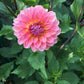 Jitterbug Dahlia