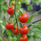 Supersweet 100 F1 Tomato
