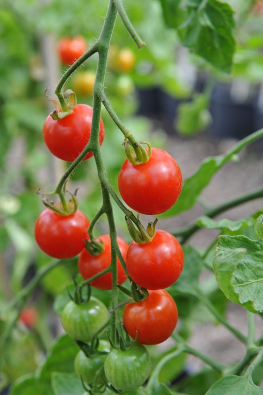 Supersweet 100 F1 Tomato