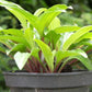 Emeralds And Rubies Hosta Plants online shopping