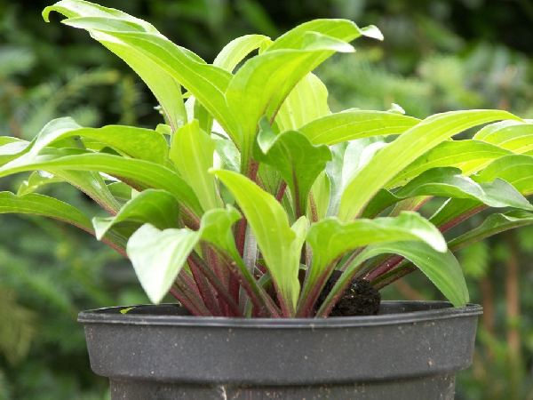 Emeralds And Rubies Hosta Plants online shopping