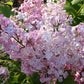 Maiden's Blush Lilac lilac plant online shopping