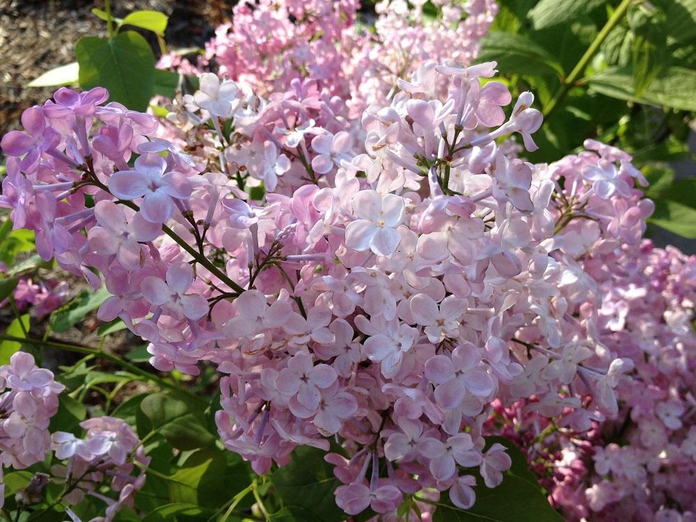 Maiden's Blush Lilac lilac plant online shopping