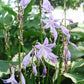 Twist Of Lime Hosta Plants online shopping