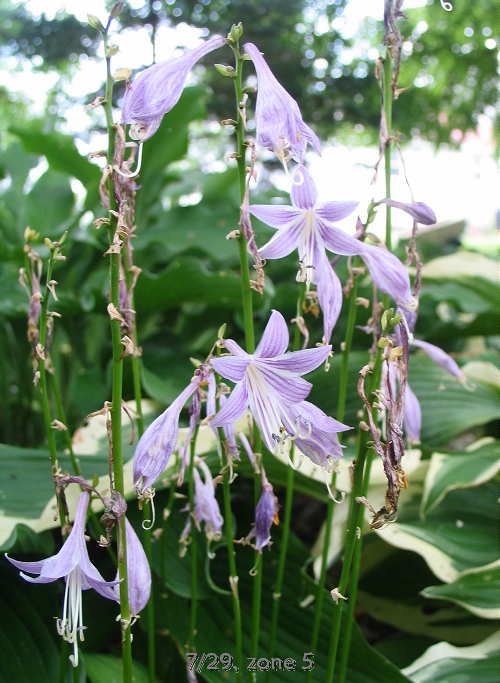 Twist Of Lime Hosta Plants online shopping